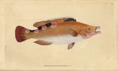 カッコーラス、Labrus mixtus（トリマキュレートラス、Labrus trimaculatus）。エドワード・ドノバンが、ロンドンのDonovan and F.C. and J. Rivington社の『Natural History of British Fishes』から描いて彫った手彩色の銅版画。 作： Edward Donovan