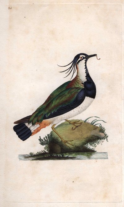 Cuppe Lapwingです。Vanellus vanellus（Tringa vanellus）。エドワード・ドノバン（1768-1837）による銅版画、『Natural History of British Birds』（ロンドン）に掲載。 作： Edward Donovan