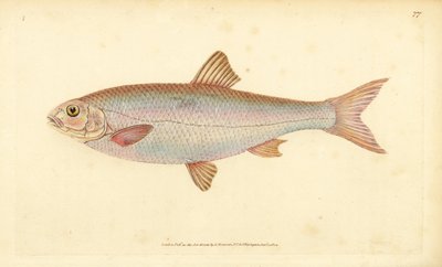 Dace, Leuciscus leuciscus (Cyprinus leuciscus).エドワード・ドノヴァンが、ロンドンのDonovan and F.C. and J. Rivington社の『Natural History of British Fishes』から描いて彫った手彩色の銅版画。 作： Edward Donovan