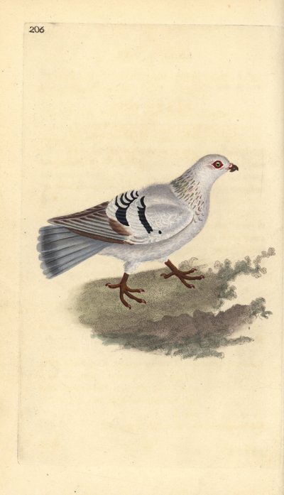 家禽のハト、Columba livia domestica。エドワード・ドノバンがロンドンで出版された自作の「英国鳥類自然史」から描いて彫った手彩色の銅版画。 作： Edward Donovan
