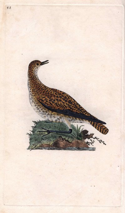 ドールチドリ。プルビアリス・アプリカリア（Charadrius pluvialis）。エドワード・ドノバン（1768-1837）による銅版画、『Natural History of British Birds』（ロンドン）に掲載。 作： Edward Donovan