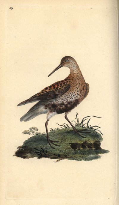 ダンリン（Calidris alpina）。エドワード・ドノバンがロンドンで出版した自作の「英国鳥類博物誌」から描いて彫った手彩色の銅版画。 作： Edward Donovan