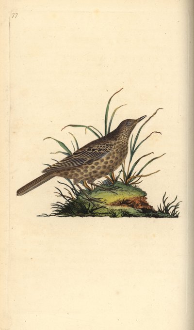 Dusky lark, Pinarocorys nigricans.エドワード・ドノバンがロンドンで出版した「英国鳥類博物誌」から描いて彫った手彩色の銅版画。 作： Edward Donovan