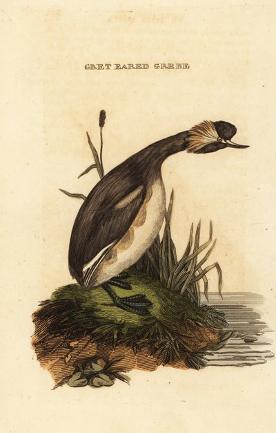耳付きのカイツブリまたは角付きのカイツブリ、成鳥、Podiceps auritus 作： Edward Donovan