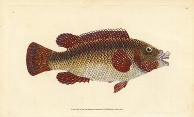 East Atlantic peacock wrasse, Symphodus tinca (Ancient wrasse or old wife, Labrus tinca).エドワード・ドノバンが、ロンドンのDonovan and F.C. and J. Rivington社の『Natural History of British Fishes』から手書きで描いて彫った色付き銅版画。 作： Edward Donovan