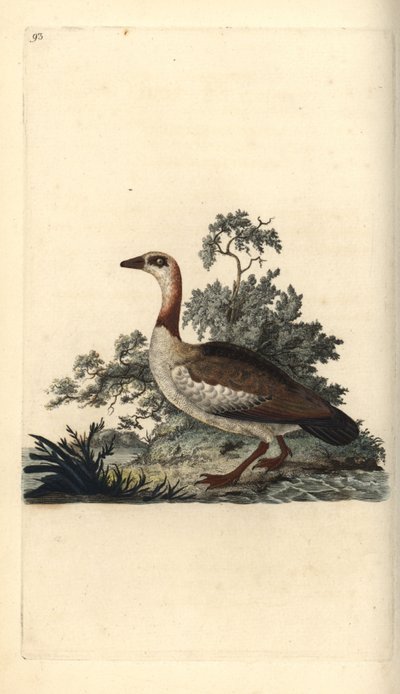 エジプシャングース（Alopochen aegyptiacus）。エドワード・ドノバンがロンドンで出版した「英国鳥類博物誌」から描いて彫った手彩色の銅版画。 作： Edward Donovan