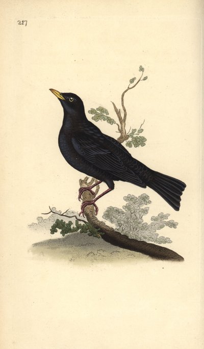 ユーラシアン・ブラックバード（Turdus merula）。エドワード・ドノバンがロンドンで出版した「英国鳥類博物誌」から描いて彫った手彩色の銅版画。 作： Edward Donovan