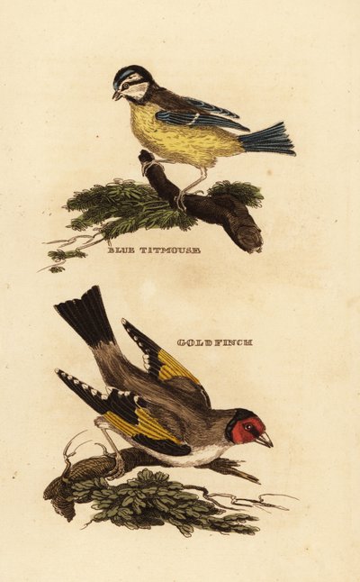 Eurasian blue tit (Cyanistes caeruleus), European goldfinch (Carduelis carduelis) 作： Edward Donovan