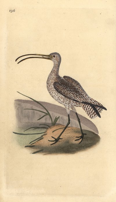 Eurasian curlew, Numenius arquata.エドワード・ドノバンがロンドンで出版した「英国鳥類博物誌」から描いて彫った手彩色の銅版画。 作： Edward Donovan