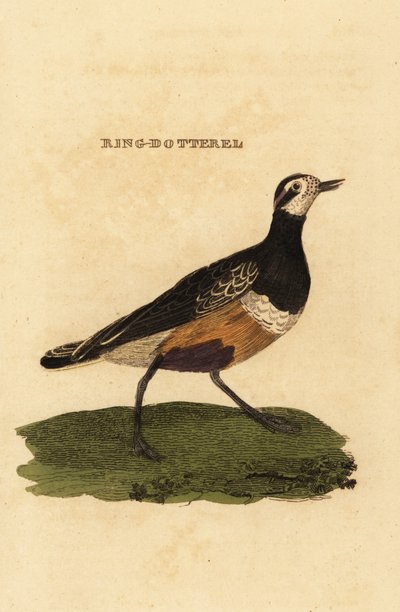 ユーラシアン・ヨルキー、Charadrius morinellus 作： Edward Donovan