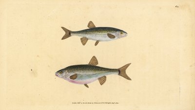 ユーラシア大陸のミノー、Phoxinus phoxinus（ミノウ、Cyprinus phoxinus）。エドワード・ドノバンが、ロンドンのDonovan and F.C. and J. Rivington社の『Natural History of British Fishes』から描いて彫った手彩色の銅版画。 作： Edward Donovan