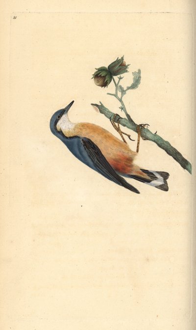 ヘーゼルナッツ（Corylus avellana）の木の上にいるゴジュウカラ（Sitta europaea）。エドワード・ドノバンがロンドンで出版された自作の「英国鳥類博物誌」から描いて彫った手彩色の銅版画。 作： Edward Donovan