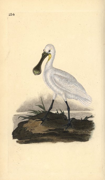 ユーラシア大陸のヘラサギ（Platalea leucorodia）。エドワード・ドノバンがロンドンで出版した自作の「英国鳥類博物誌」から描いて彫った手彩色の銅版画。 作： Edward Donovan