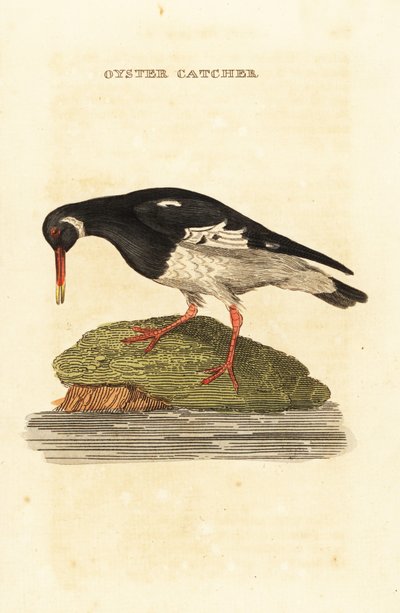 Eurasian oystercatcher, Haematopus ostralegus 作： Edward Donovan