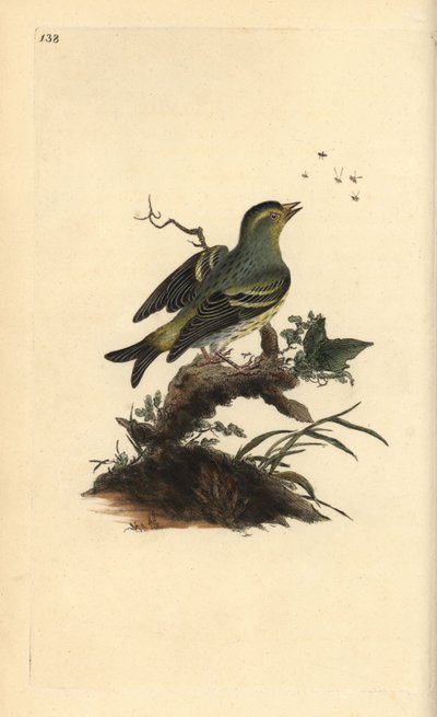Eurasian siskin, Carduelis spinus.エドワード・ドノバンがロンドンで出版した「英国鳥類博物誌」から描いて彫った手彩色の銅版画。 作： Edward Donovan