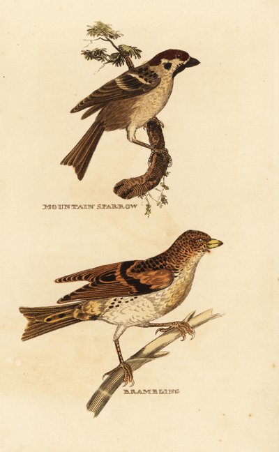 Eurasian tree sparrow, Passer montanus, and brambling, Fringilla montifringilla 作： Edward Donovan