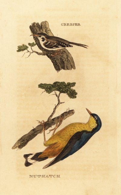 Eurasian Treecreeper (Certhia familiaris), Eurasian Nuthatch (Sitta europaea) 作： Edward Donovan