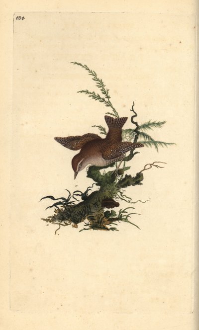 ミソサザイ、Tologodytes troglodytes。エドワード・ドノヴァンが自作の『英国鳥類博物誌』（1794-1819）から描いて彫った手彩色の銅版画。エドワード・ドノヴァン（1768-1837）は、アングロ・アイリッシュのアマチュア動物学者であり、作家、芸術家、彫刻家でもありました。 作： Edward Donovan
