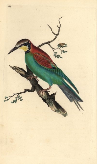 ヨーロッパのハチクイ、Merops apiaster。エドワード・ドノヴァンが自作の『英国鳥類博物誌』（1794-1819）から描いて彫った手彩色の銅版画。エドワード・ドノヴァン（1768-1837）は、アングロ・アイリッシュのアマチュア動物学者、作家、画家、彫刻家である。彼は 作： Edward Donovan