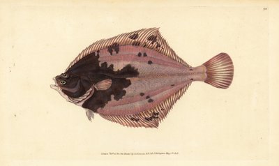 ヨーロッパのヒラメ、Platichthys flesus（ヒラメ、Pleuronectes flesus）。エドワード・ドノバンが、ロンドンのDonovan and F.C. and J. Rivington社の『Natural History of British Fishes』から描いて彫った手彩色の銅版画。 作： Edward Donovan