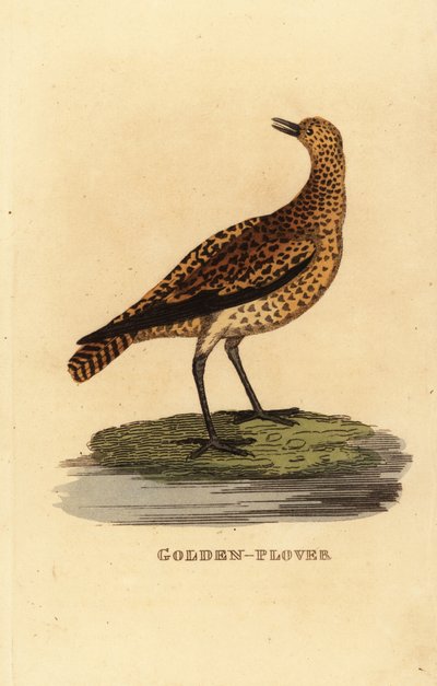ヨーロッパのゴールデン・チドリ（Pluvialis apricaria）。 作： Edward Donovan