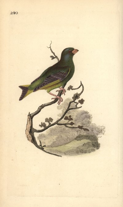 European greenfinch, Carduelis chloris.エドワード・ドノバンがロンドンで出版した「英国鳥類博物誌」から描いて彫った手彩色の銅版画。 作： Edward Donovan