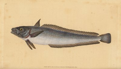 ヨーロッパのヘイク、メルルッチウス・メルルッチウス（Hake, Gadus merluccius）。エドワード・ドノヴァンが、ロンドンのDonovan and F.C. and J. Rivington社の『Natural History of British Fishes』から描いて彫った手彩色の銅版画。 作： Edward Donovan