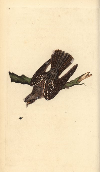 ヨーロピアン・ナイトジャー（Caprimulgus europaeus）。エドワード・ドノバンがロンドンで出版した自作の「英国鳥類博物誌」から描いて彫った手彩色の銅版画。 作： Edward Donovan