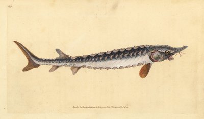 ヨーロピアンまたはコモンチョウザメ。絶滅の危機に瀕しています。エドワード・ドノバンが、ロンドンのDonovan and F.C. and J. Rivington社の『Natural History of British Fishes』から、手彩色の銅版画を描いて彫刻したもの。 作： Edward Donovan