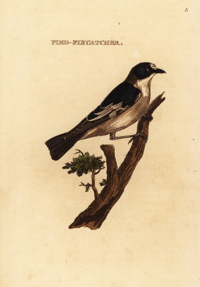 ヨーロッパのヒタキ、Ficedula hypoleuca 作： Edward Donovan