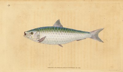 ヨーロッパのピルチャード、Sardina pilchardus（Pilchard, Clupea pilchardus）。エドワード・ドノバンが、ロンドンのDonovan and F.C. and J. Rivington社の『Natural History of British Fishes』から描いて彫った手彩色の銅版画。 作： Edward Donovan