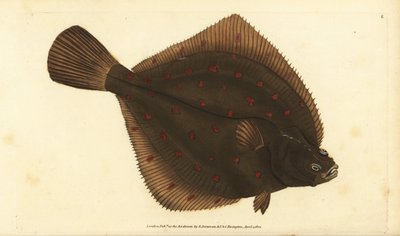 ヨーロピアン・プレウロネクテス・プレートサエドワード・ドノバンがイギリスの魚類の自然史から描いて彫った手彩色の銅版画、ドノバンとF.C.とJ.リヴィントン、ロンドン 作： Edward Donovan