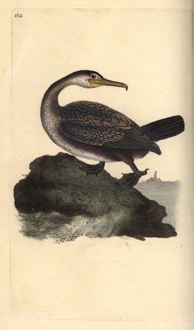 ヨーロッパオオコノハズク（Phalacrocorax aristotelis）。エドワード・ドノバンがロンドンで出版された自作の「英国鳥類自然史」から描いて彫った手彩色の銅版画 作： Edward Donovan
