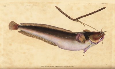 5本ヒゲのロックリング、Ciliata mustela（5本ヒゲのタラの魚、Gadus mustela）。エドワード・ドノバンが、ロンドンのDonovan and F.C. and J. Rivington社の『Natural History of British Fishes』から、手書きで描いて彫った色付きの銅版画。 作： Edward Donovan