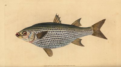 ヒラメ（Mugil cephalus）。エドワード・ドノバンが、ロンドンのDonovan and F.C. and J. Rivington社の『Natural History of British Fishes』から手描きで銅版画を作成したもの。 作： Edward Donovan