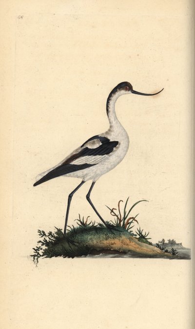 ソリハシセイタカシギ（Recurvirostra avocetta）。エドワード・ドノバンがロンドンで出版した「英国鳥類博物誌」から描いて彫った手彩色の銅版画。 作： Edward Donovan