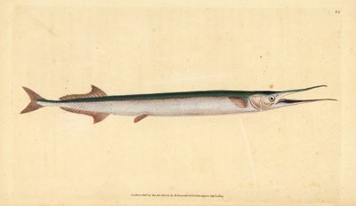 ガーフィッシュまたは海の針、Belone belone（海のパイクまたはガーフィッシュ、Esox belone）。エドワード・ドノヴァンが、ロンドンのDonovan and F.C. and J. Rivington社の『Natural History of British Fishes』から描いて彫った手彩色の銅版画。 作： Edward Donovan