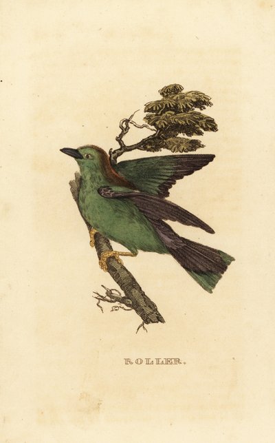 ガルルース・ローラーまたはヨーロッパ・ローラー、Coracias garrulus 作： Edward Donovan