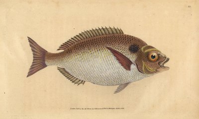 ギルトヘッドシーブリームまたはルヌードギルトヘッド、Sparus aurata。エドワード・ドノヴァンが、ロンドンのDonovan and F.C. and J. Rivington社の『Natural History of British Fishes』から、手書きで描いて彫った色付き銅版画。 作： Edward Donovan