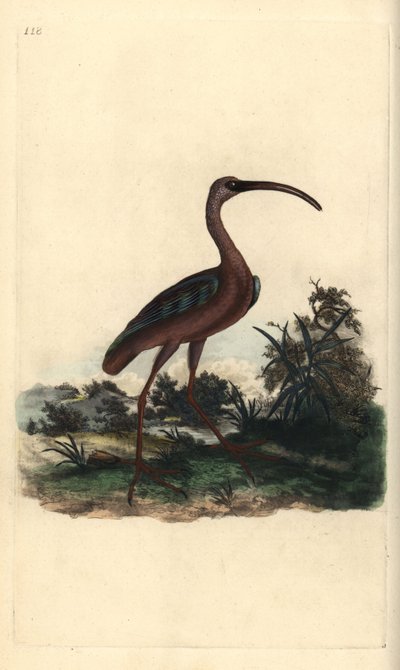 グロッシー・トキ（Plegadis falcinellus）。エドワード・ドノバンがロンドンで出版した自作の「英国鳥類博物誌」から描いて彫った手彩色の銅版画。 作： Edward Donovan