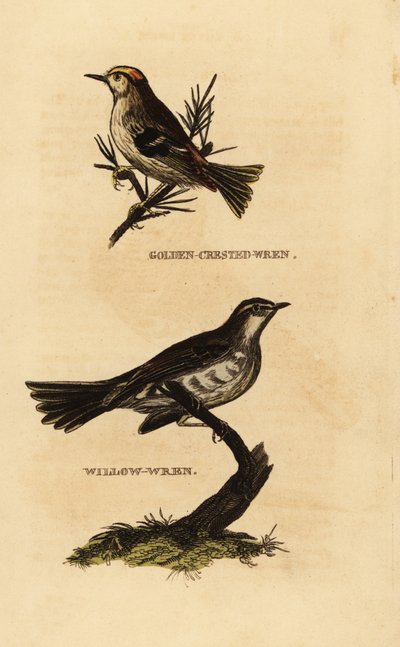 ゴールドクレスト（Regulus regulus）、ヤナギムシクイ（Phylloscopus trochilus）。 作： Edward Donovan