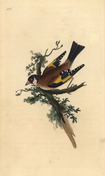 ゴールドフィンチ（Carduelis carduelis）。エドワード・ドノバンがロンドンで出版した「英国鳥類博物誌」から描いて彫った手彩色の銅版画。 作： Edward Donovan