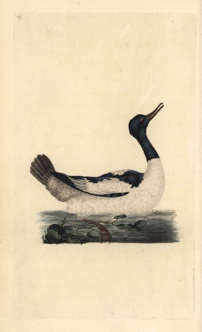 グーザンダー（Mergus merganser）。エドワード・ドノバンがロンドンで出版した自作の「英国鳥類博物誌」から描いて彫った手彩色の銅版画。 作： Edward Donovan
