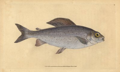 グレイリング、Thymallus thymallus（Salmo thymallus）。エドワード・ドノバンが、ロンドンのDonovan and F.C. and J. Rivington社の『Natural History of British Fishes』から手書きで描いて彫った色付き銅版画。 作： Edward Donovan