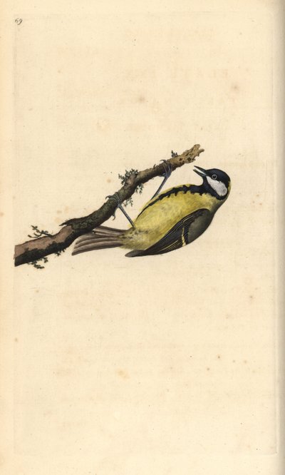 シジュウカラ（Parus Major）。エドワード・ドノバンがロンドンで出版された自作の「英国鳥類自然史」から描いて彫った手彩色の銅版画 作： Edward Donovan