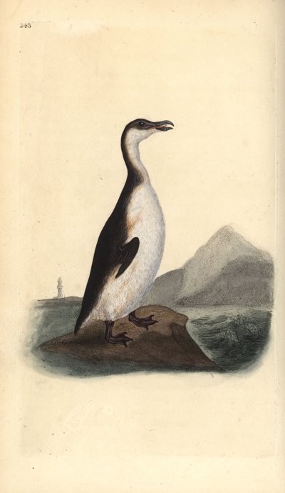 1844年に卵の収集家によって狩り尽くされて絶滅したオオタカ（Pinguinus impennis）。エドワード・ドノバンがロンドンで出版された自作の「英国鳥類博物誌」から描いて彫った手彩色の銅版画。 作： Edward Donovan