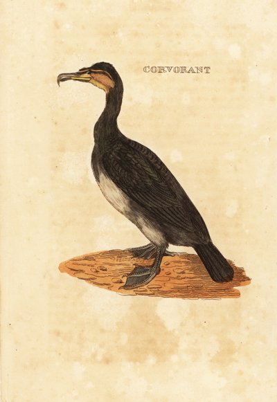オオウミガラス（Phalacrocorax carbo 作： Edward Donovan