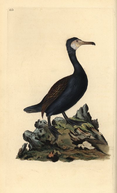 オオウミガラス（Phalacrocorax carbo）。エドワード・ドノヴァンが自作の『英国鳥類博物誌』（1794-1819）から描いて彫った手彩色の銅版画。エドワード・ドノヴァン（1768-1837）は、アングロ・アイリッシュのアマチュア動物学者であり、作家、芸術家、彫刻家でもありました。H 作： Edward Donovan