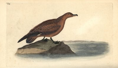 グレートスクア（Stercorarius skua）。エドワード・ドノバンがロンドンで出版された自作の「英国鳥類自然史」から描いて彫った手彩色の銅版画 作： Edward Donovan