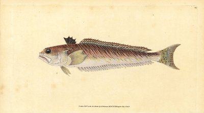 Greater weever, Trachinus draco（大ウィーバーまたはスティングブル、Trachinus major）。エドワード・ドノバンが『Natural History of British Fishes』（Donovan and F.C. and J. Rivington, London）から描いて彫った手彩色の銅版画。 作： Edward Donovan